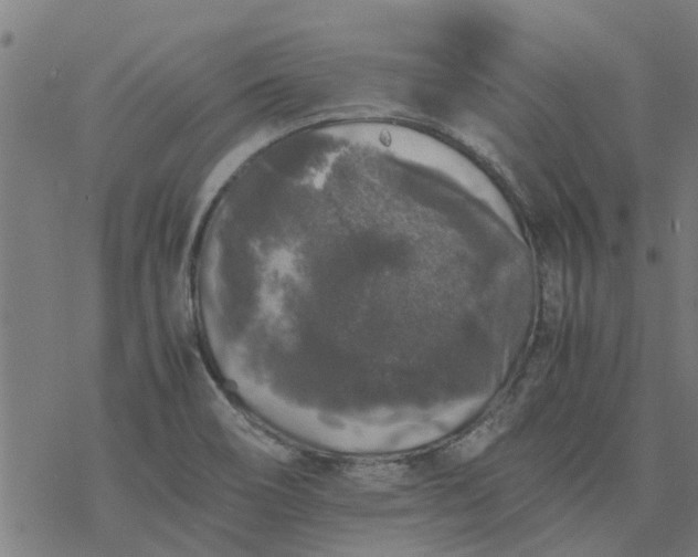 X0000077391466200611031949