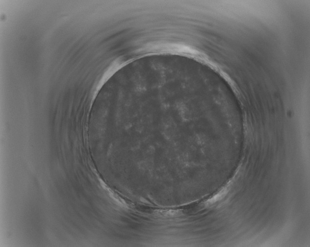 X0000077391529200611031949