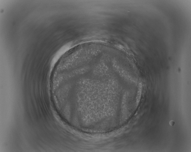 X0000077390006200611101806