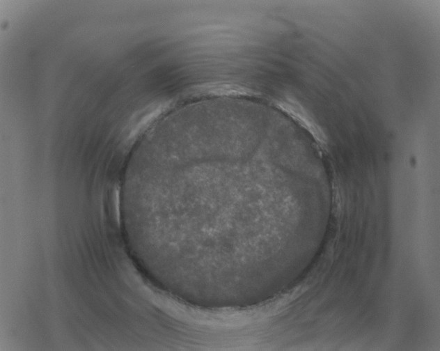 X0000077390014200611101806