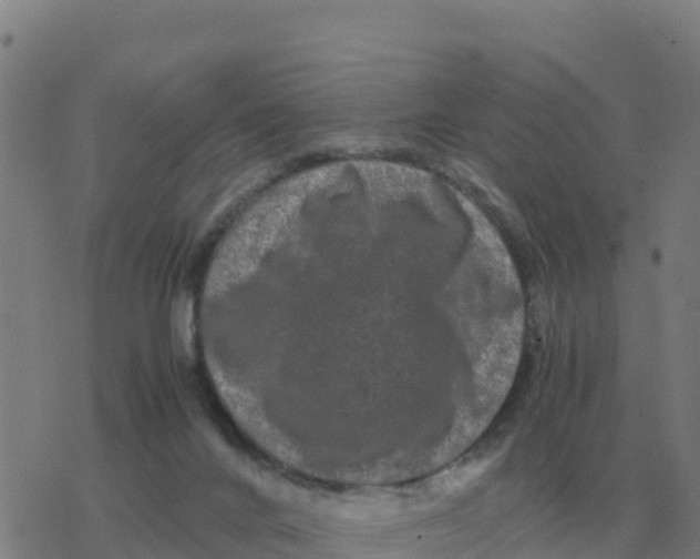 X0000077390024200611101806