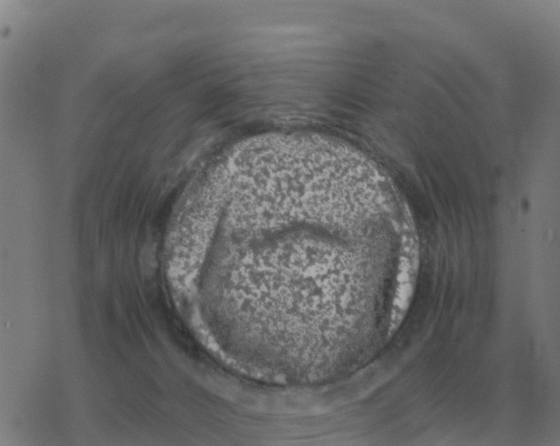 X0000077390032200611101805