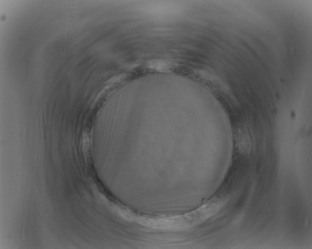 X0000077390036200611101805