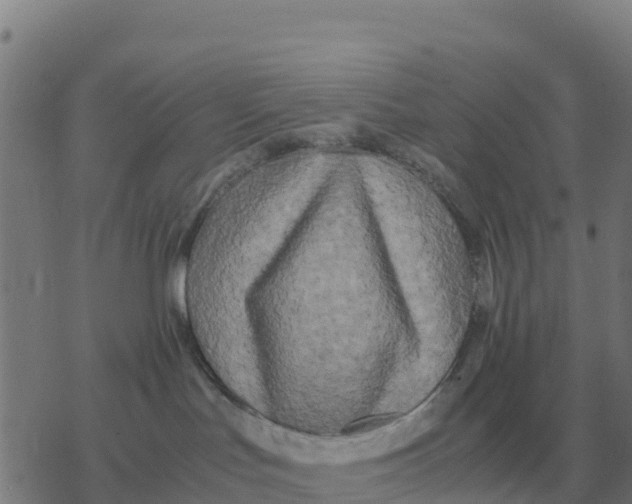 X0000077390047200611101805