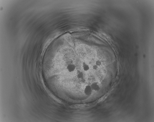 X0000077390049200611101804