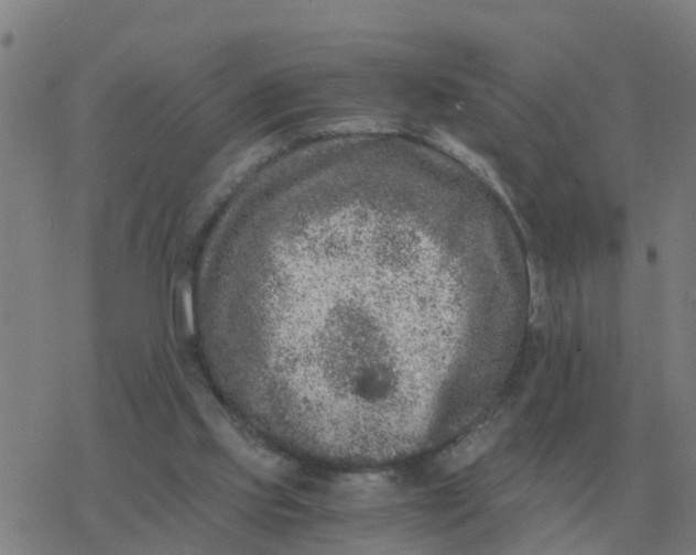 X0000077390061200611101805