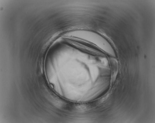 X0000077390062200611101805