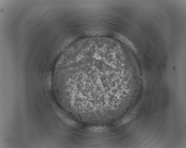 X0000077390065200611101805