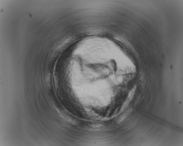 X0000077390066200611101805