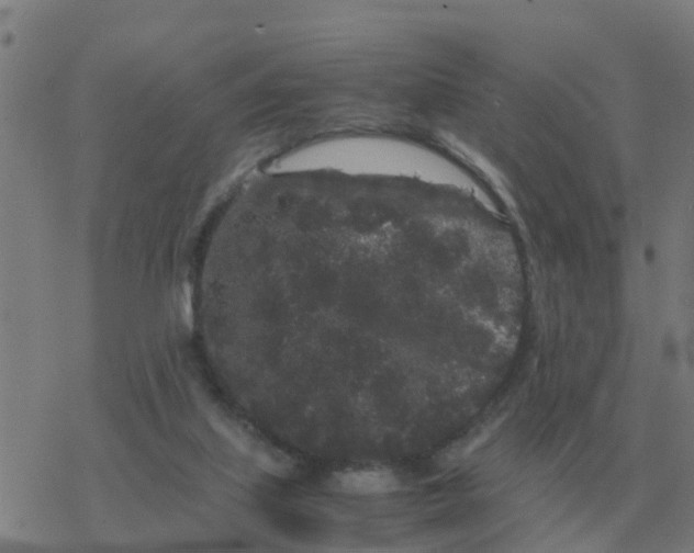 X0000077390067200611101805