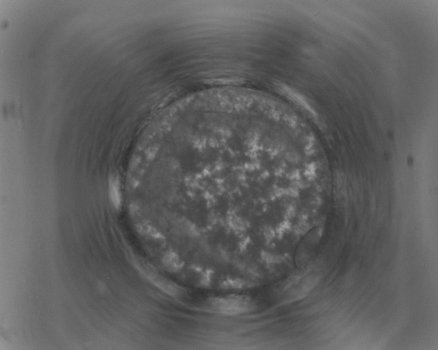 X0000077390069200611101805