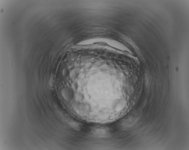 X0000077390073200611101805