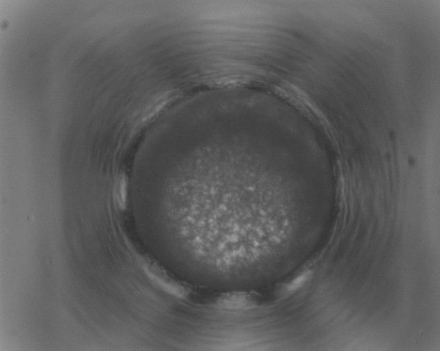 X0000077390076200611101805