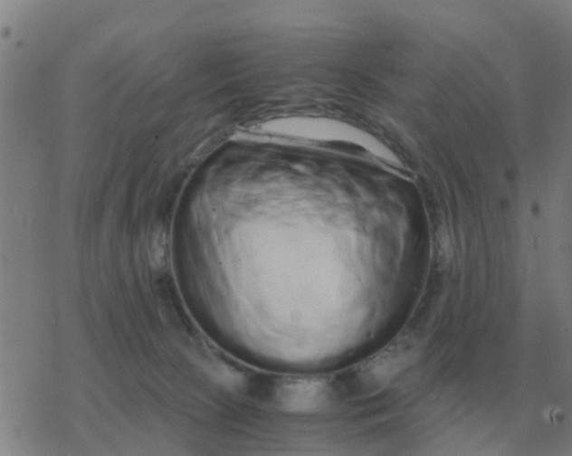 X0000077390081200611101805