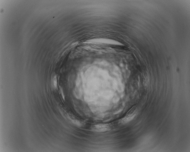 X0000077390095200611101805