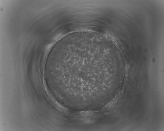 X0000077390145200611101803