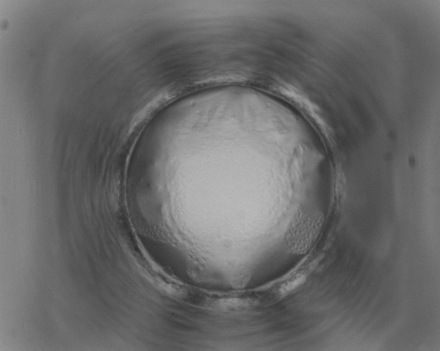 X0000077390153200611101803