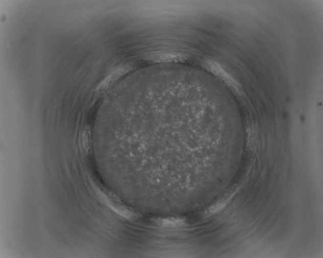 X0000077390165200611101803