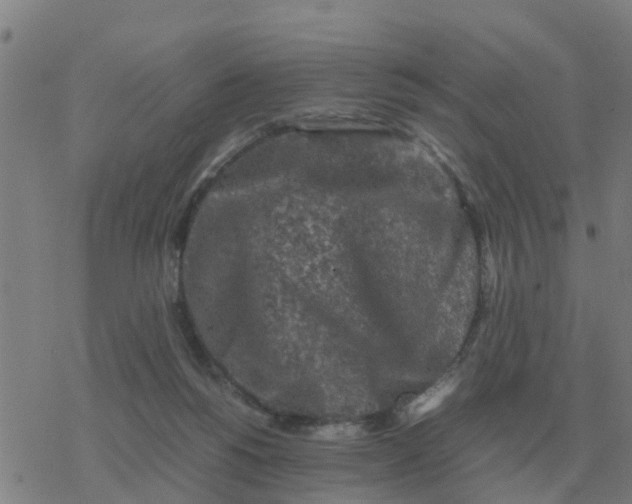 X0000077390168200611101803