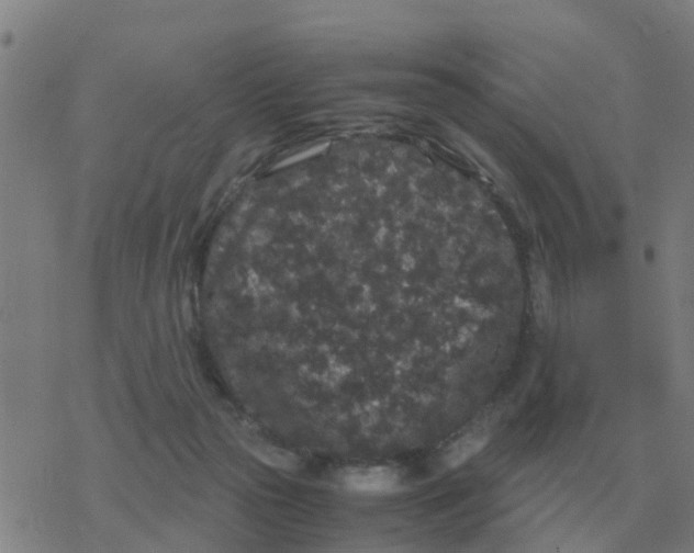 X0000077390169200611101803