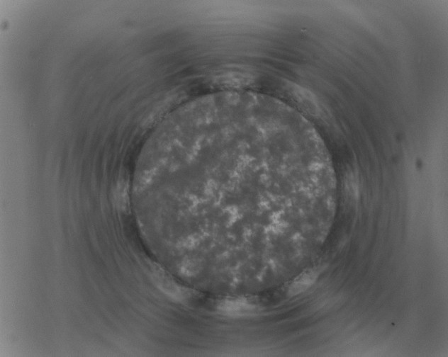 X0000077390177200611101803