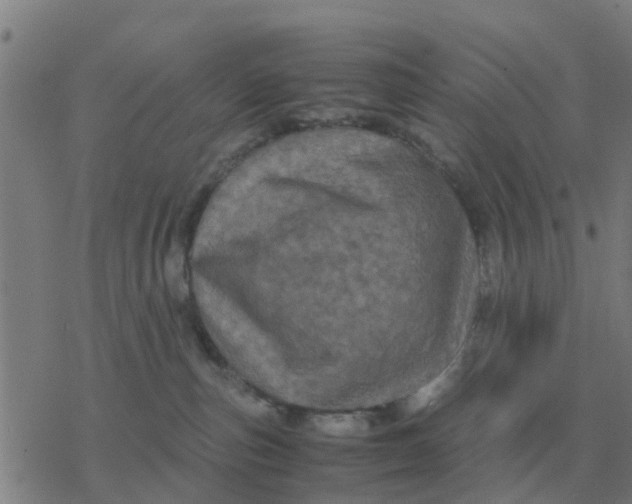 X0000077390187200611101804