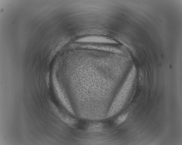 X0000077390206200611101803