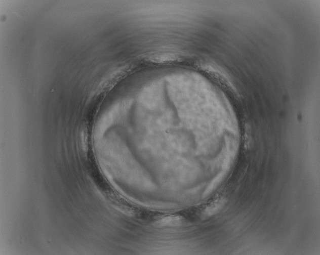 X0000077390210200611101803