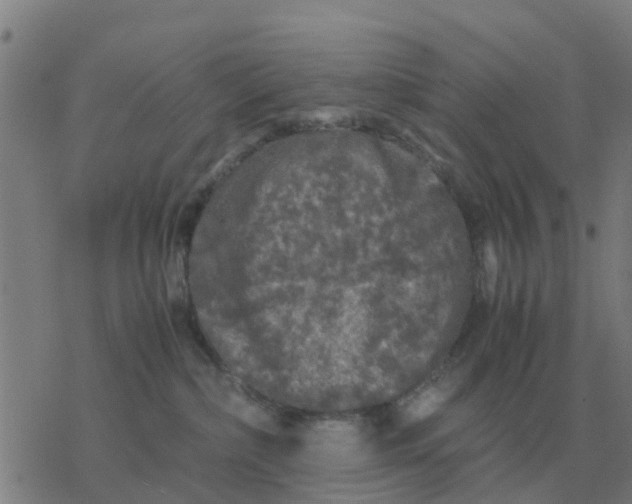 X0000077390236200611101802