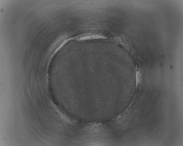 X0000077390243200611101801