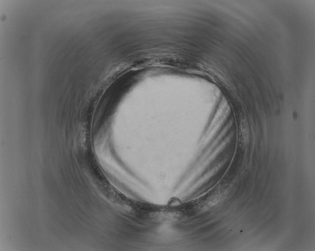 X0000077390255200611101801