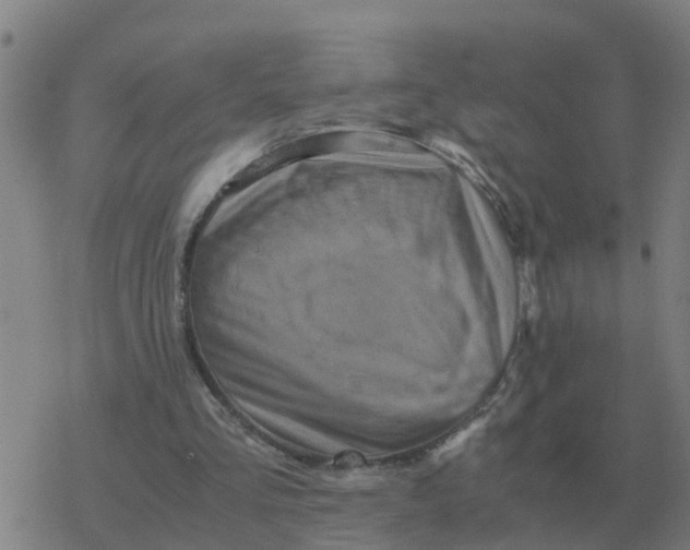 X0000077390293200611101801