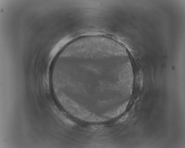 X0000077390296200611101801