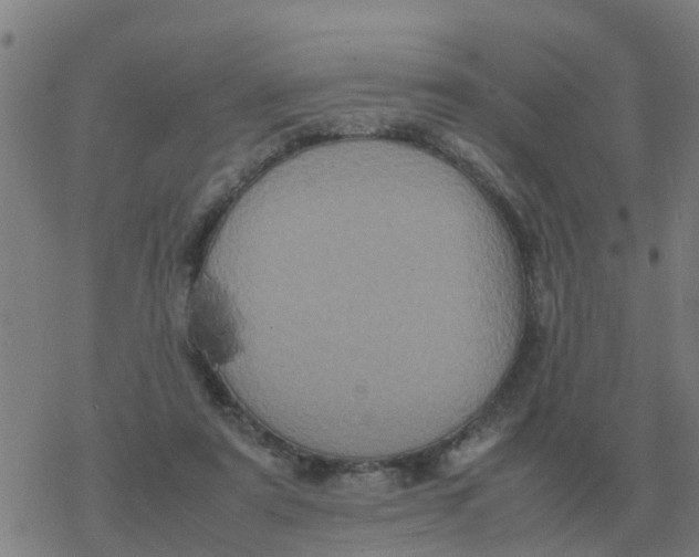 X0000077390307200611101801