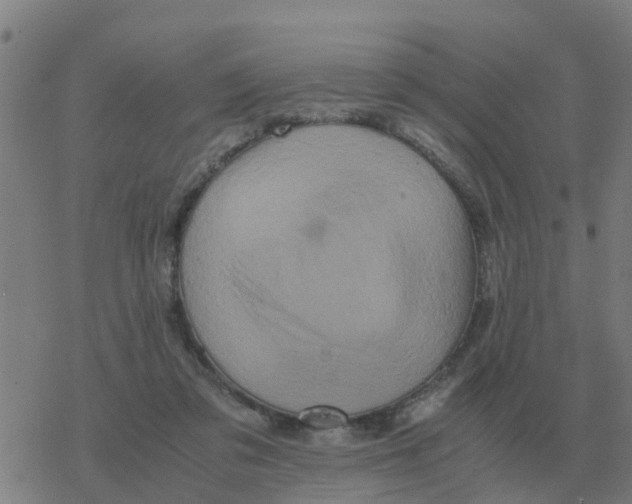 X0000077390309200611101801