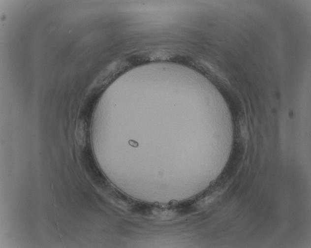 X0000077390311200611101801