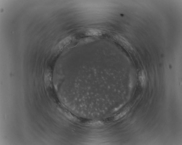 X0000077390322200611101801