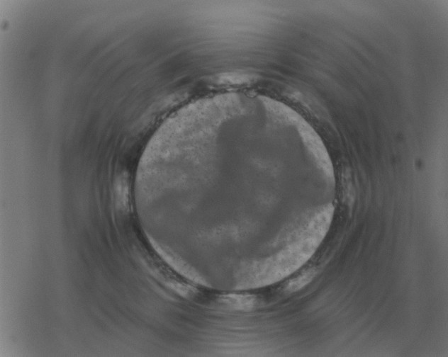 X0000077390328200611101801