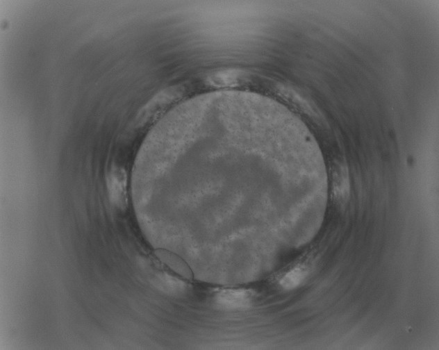 X0000077390332200611101801