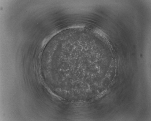 X0000077390337200611101800