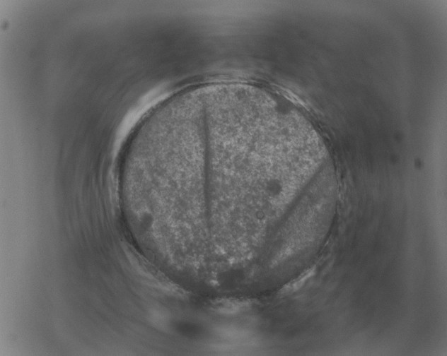 X0000077390343200611101800