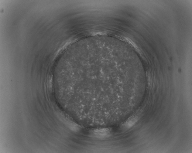 X0000077390357200611101800