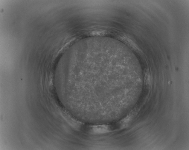 X0000077390363200611101800