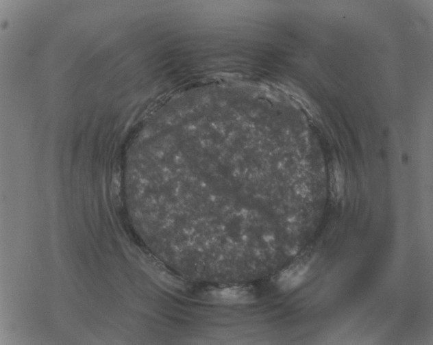 X0000077390365200611101800