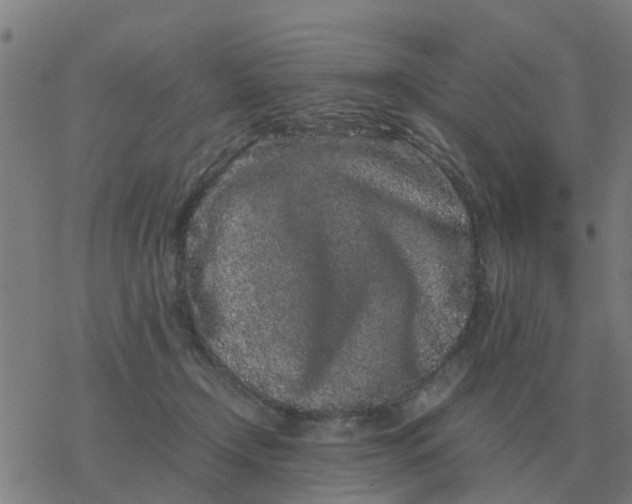 X0000077390366200611101800