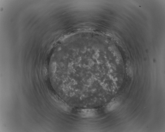 X0000077390371200611101800