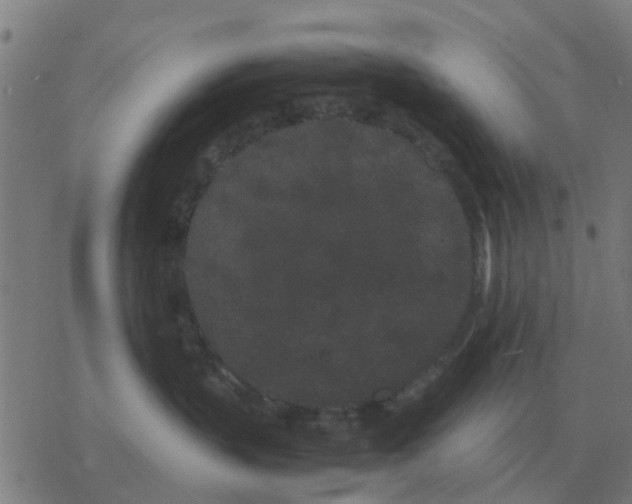 X0000077390383200611101800