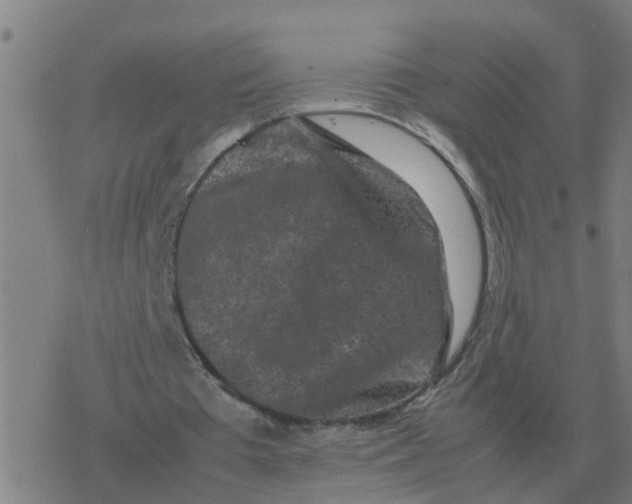 X0000077390385200611101800