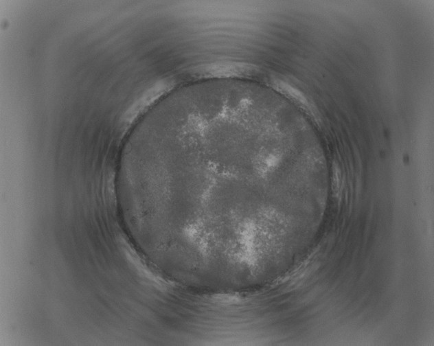 X0000077390394200611101800