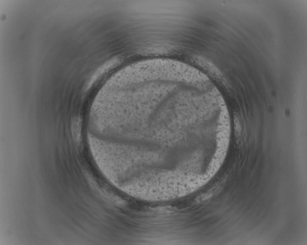 X0000077390396200611101800